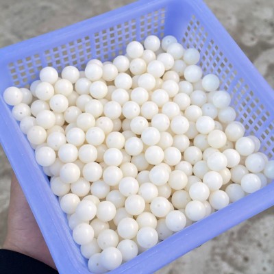 菩提根批发 白玉菩提根108颗 菩提佛珠白菩提根圆珠高抛干 圆珠图5