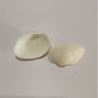 diy蜡烛材料 果冻蜡配件装饰品 贝壳海螺 白椰贝 50克图3