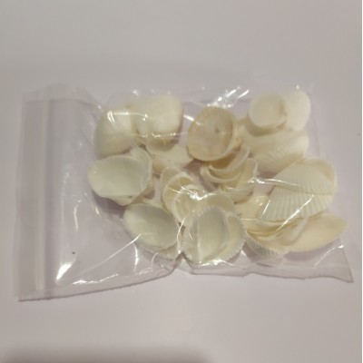 diy蜡烛材料 果冻蜡配件装饰品 贝壳海螺 白椰贝 50克图2